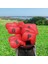 10 Adet Golf Demir Headcover, Tüm Markalar Için Number Işlemeli Koruma Kırmızı (Yurt Dışından) 5