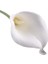 10 Adet Ev Dekoratif Calla Lily Gelin Düğün Buketi Lateks Gerçek Dokunmatik Yapay Çiçek Dekor | Yapay ve kurutulmuş Çiçekler (Yurt Dışından) 1