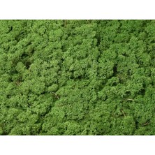 Reindeer Moss Forest Green Şoklanmış Norveç Yosunu 4 kg