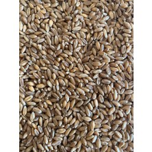 Erkan Tarım Buğday 10 kg ( Buğday, Yemlik, Kuş Yemi, Besi Yemi, Büyükbaş-Küçükbaş Yemi )