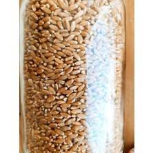 Erkan Tarım Buğday 10 kg ( Buğday, Yemlik, Kuş Yemi, Besi Yemi, Büyükbaş-Küçükbaş Yemi )
