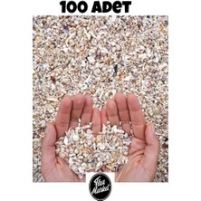 Nassa Shell Küçük Deniz Kabukları  - ( 200 Adet )