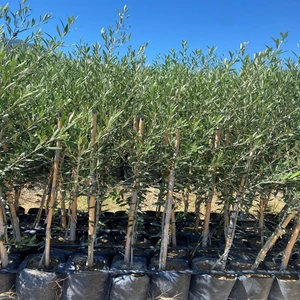 Tüplü Ispanyol Bodur Arbequina Zeytin Fidanı