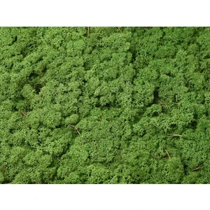 Forest Green Şoklanmış  Reindermoss Teraryum Yosunu 50 gr
