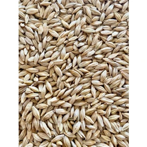 Erkan Tarım Arpa 20 kg ( Tane Arpa, Yemlik, Kuş Yemi, Besi Yemi, Büyükbaş-Küçükbaş Yemi )