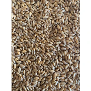 Erkan Tarım Buğday 40 kg ( Buğday, Yemlik, Kuş Yemi, Besi Yemi, Büyükbaş-Küçükbaş Yemi )