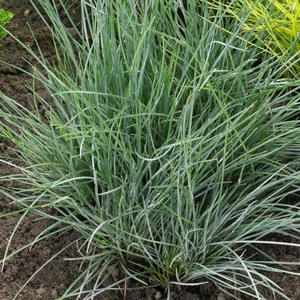 Mavi Çim Fidanı 2 Yaşında Tüplü