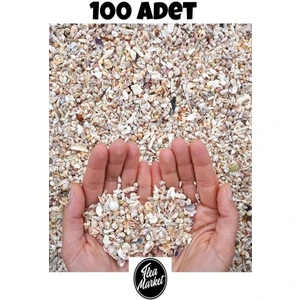 Nassa Shell Küçük Deniz Kabukları  - ( 200 Adet )