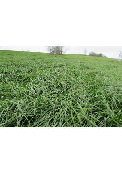 Ryegrass Süt Otu Tohumu 25 Kg