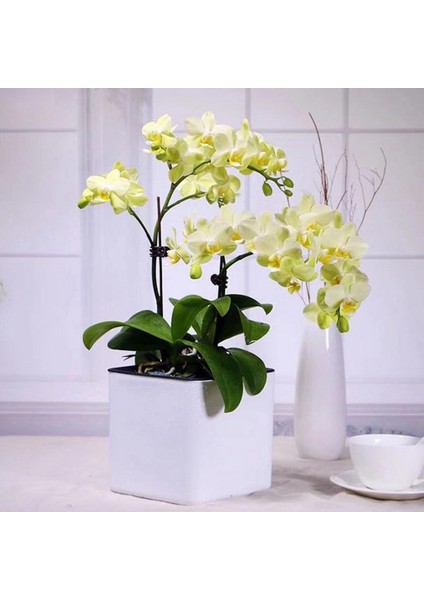 Set 3 Modern Plastik Kendi Kendine Sulayan Otlar Ekici Potu Su Seviyesi Göstergesi (Yurt Dışından) indirimleri