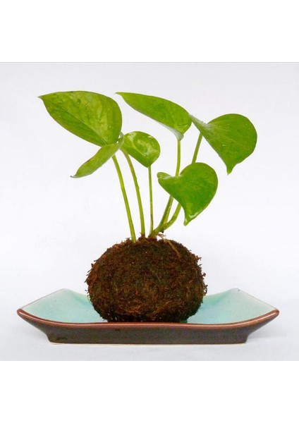 2x 612CM Japon Top Bitkileri Saksı Tutucu (Yurt Dışından) modelleri
