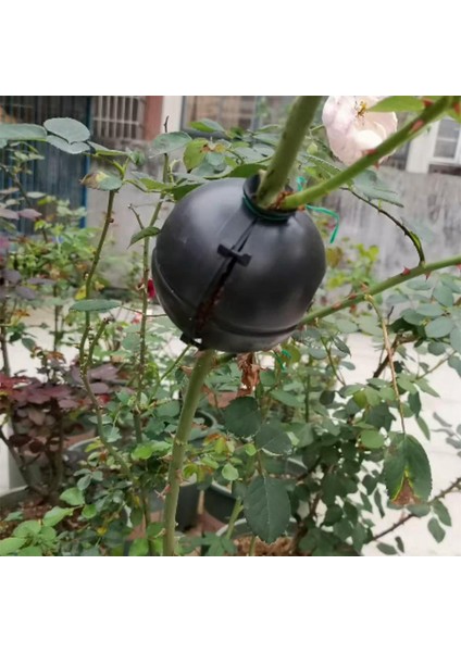 Bitki Kökleme Aparatı Bahçe Kökünü Kesimler Için Kökleme Başlangıç ​​kökleme Cihazı 10 Seti (Yurt Dışından) modelleri