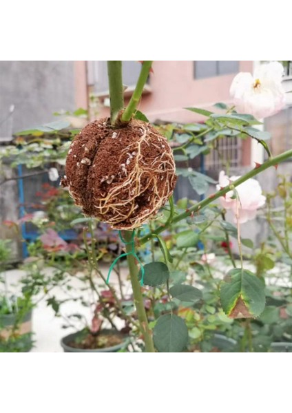 Bitki Kökleme Aparatı Bahçe Kökünü Kesimler Için Kökleme Başlangıç ​​kökleme Cihazı 10 Seti (Yurt Dışından) indirimleri