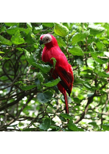4x Doğa Parrot Masaüstü Süs Yapay Tüylü Kuşlar 35CM Yeşil+Kırmızı+Mavi+Sarı (Yurt Dışından) fiyatları