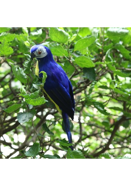 4x Doğa Parrot Masaüstü Süs Yapay Tüylü Kuşlar 35CM Yeşil+Kırmızı+Mavi+Sarı (Yurt Dışından) modelleri