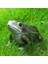 Frog Heykelleri Süsler Dekorasyonu Için Çim Heykel Heykelleri (Yurt Dışından) 2