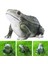 Frog Heykelleri Süsler Dekorasyonu Için Çim Heykel Heykelleri (Yurt Dışından) 4