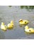 5x Lifesize Yüzen Ördekler Mallard Avcılık Çekim Yavaş Gölet Nehirleri Dekor (Yurt Dışından) 3