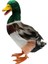 1 Çift Gerçekçi Mallard Ördek Süsleme Tuzağı Ev Bahçe Su Gölet Dekor (Yurt Dışından) 4