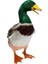 1 Çift Gerçekçi Mallard Ördek Süsleme Tuzağı Ev Bahçe Su Gölet Dekor (Yurt Dışından) 5