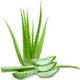Aloe Vera İstanbul Aloe Vera Bitkisi