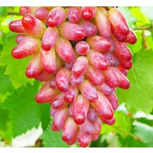 YAYLA TARIM 3 Adet Üzüm Fidanı ( Odessa Kırmızı ) Açık Kök 2 Yaşında .aşılı Odessa Kırmızı