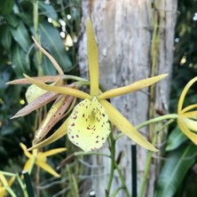 Day 100 Adet Karışık Kuş Orkide Çiçek Tohumu + 10 Adet Hollanda Gül Tohumu