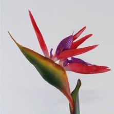 Day 50 Adet Karışık Renk Cennet Kuşu Orkide Tohumu + 10 Adet Karışık Renk Gülü Tohumu