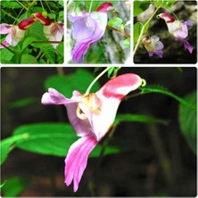 Day 10 Adet Karışık Kuş Orkide Çiçek Tohumu + 10 Adet Hollanda Gül Tohumu