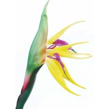 Day 10 Adet Karışık Renk Cennet Kuşu Orkide Tohumu + 10 Adet Karışık Renk Gülü Tohumu