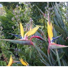 Day 25 Adet Karışık Renk Cennet Kuşu Orkide Tohumu + 10 Adet Karışık Renk Gülü Tohumu