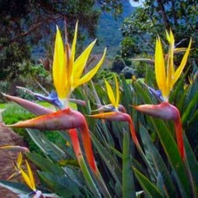 Day 100 Adet Karışık Renk Cennet Kuşu Orkide Tohumu + 10 Adet Karışık Renk Gülü Tohumu