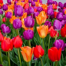 Day 100 Adet Karışık Renk Lale Çiçeği Tohumu + 10 Adet Hollanda Gülü Çiçek Tohumu