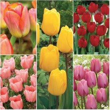 Day 25 Adet Karışık Renk Lale Çiçeği Tohumu + 10 Adet Hediye Hollanda Gülü Çiçek Tohumu