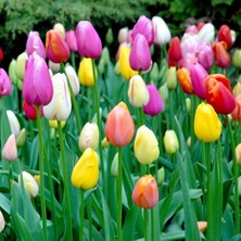 Day 25 Adet Karışık Renk Lale Çiçeği Tohumu + 10 Adet Hediye Hollanda Gülü Çiçek Tohumu