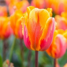 Day 10 Adet Turuncu Renk Lale Çiçeği Tohumu + 10 Adet Hediye Hollanda Gülü Çiçek Tohumu