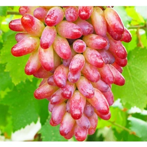 YAYLA TARIM 3 Adet Üzüm Fidanı ( Odessa Kırmızı ) Açık Kök 2 Yaşında .aşılı Odessa Kırmızı