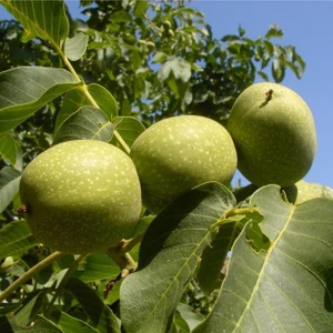 Taşkar Peyzaj Howard Ceviz Fidanı ( Aşılı - 2 Yaş - Açık Köklü ) 60-80 cm