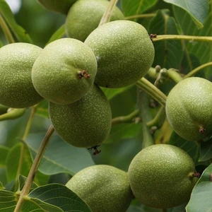 Taşkar Peyzaj Lara Ceviz Fidanı ( 2 Yaş - Açık Kök ) 60-80 cm