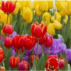 50 Adet Karışık Renk Lale Çiçeği Tohumu + 10 Adet Hollanda Gülü Çiçek Tohumu