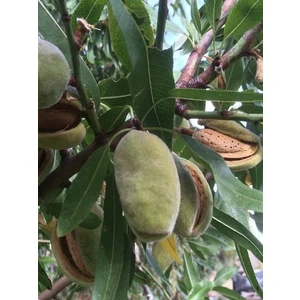 Taşkar Peyzaj Picantili Badem Fidanı ( Aşılı - 2 Yaş ) - Açık Kök - 100-120 Cm