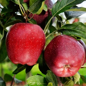 Taşkar Peyzaj Bodur Starking Elma Fidanı Aşılı 2 Yaş - Açık Kök - 30-50 Cm