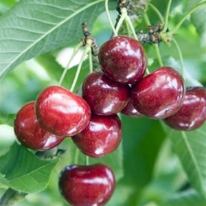 Taşkar Peyzaj Royal King Kiraz Fidanı ( Aşılı - 2 Yaş ) - Açık Kök - 100-120 Cm