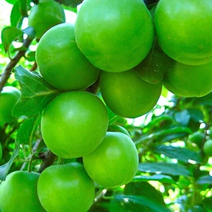 Taşkar Peyzaj Can Erik Fidanı (Aşılı - 2 Yaş) - Açık Kök - 100-120 Cm