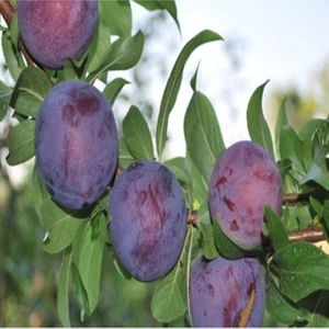 Taşkar Peyzaj Black Beauty Erik Fidanı ( Aşılı - 2 Yaş ) - Açık Kök - 100-120 Cm