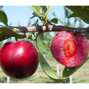 Taşkar Peyzaj Red Beauty Erik Fidanı ( Aşılı - 2 Yaş ) - Açık Kök - 100-120 Cm