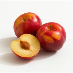 Taşkar Peyzaj Katanya Erik Fidanı ( Aşılı - 2 Yaş ) - Açık Kök - 100-120 Cm