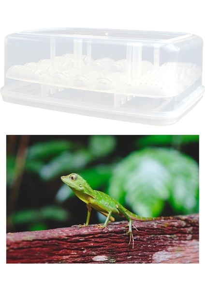 16 Yumurta Sürüngen Yumurta Inkübatör Tepsi Gecko Termometre Kaplumbağaları Inkübasyon (Yurt Dışından) indirimleri