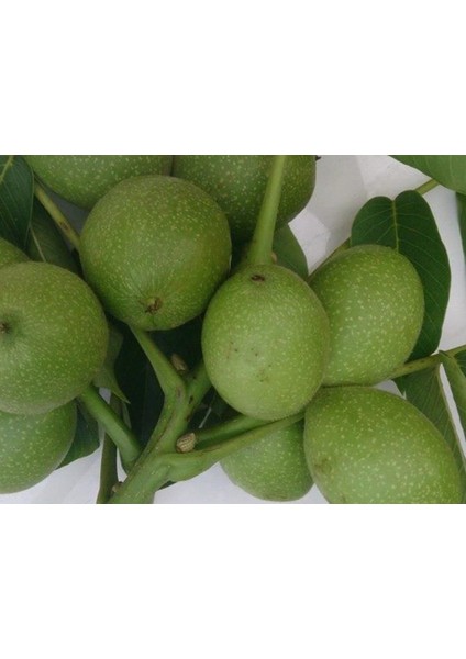 Payne Ceviz Fidanı ( Aşılı - 2 Yaş - Açık Köklü ) 60-80 cm