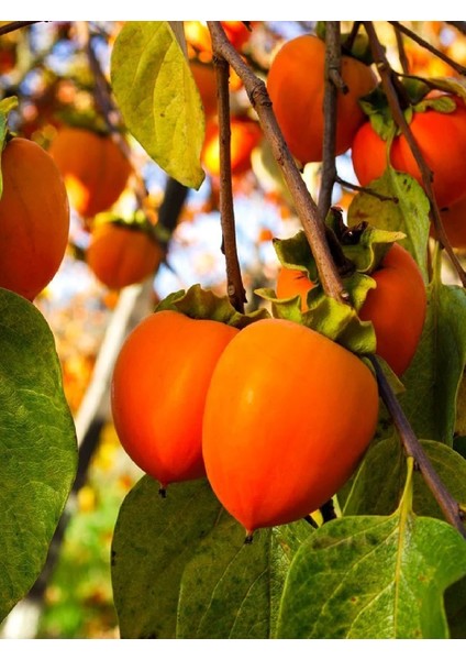 3 Adet Çikolata Aromalı Trabzon Hurması Fidanı ( Cennet Elması )